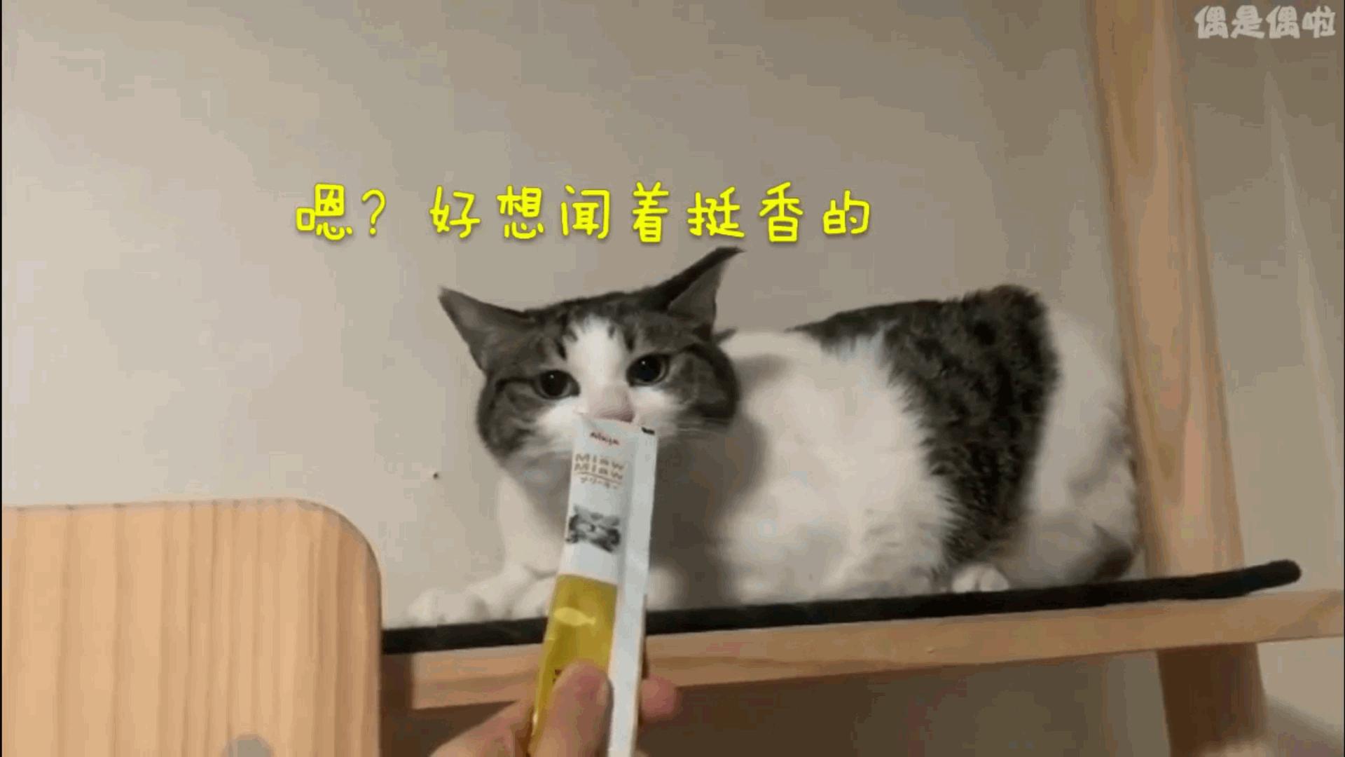 教你5招让你高冷的猫咪变得粘人,猫咪太高冷不亲近人怎么办
