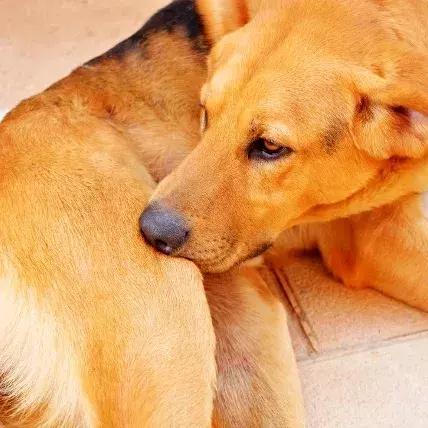 狗狗身上起红疹子是怎么回事,狗狗身上起红疹又脱毛