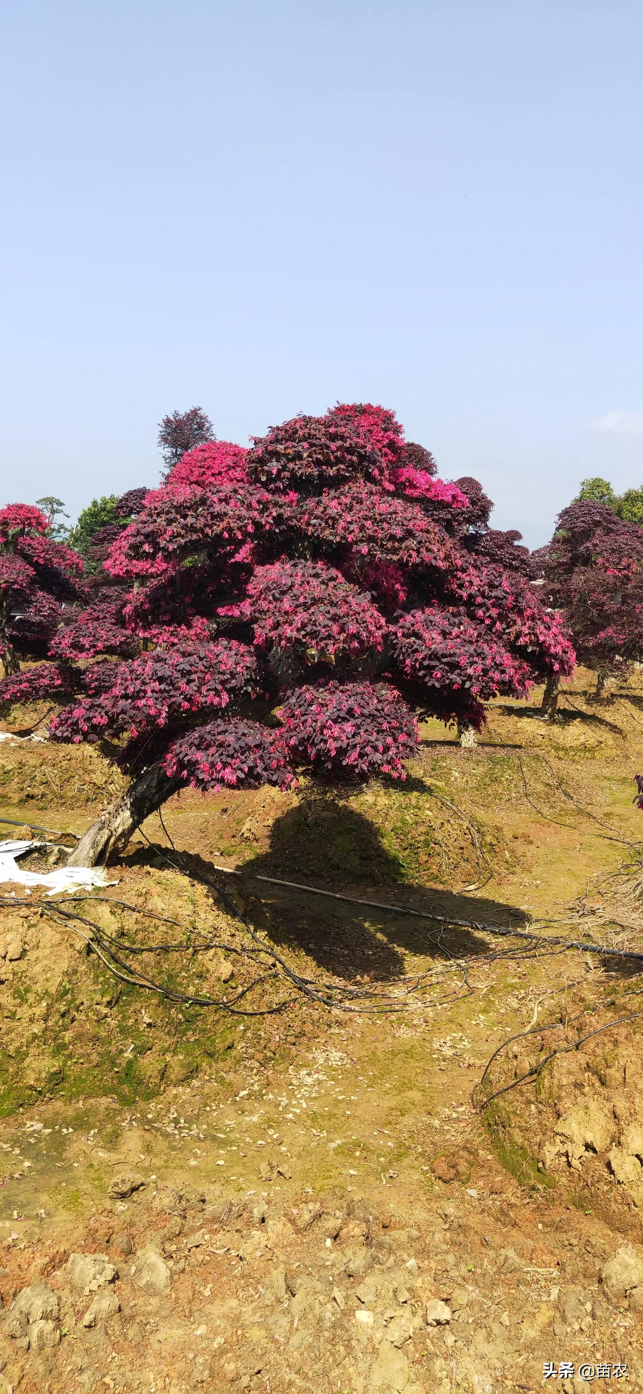 精品红花檵木老桩盆景,红花檵木球形老桩