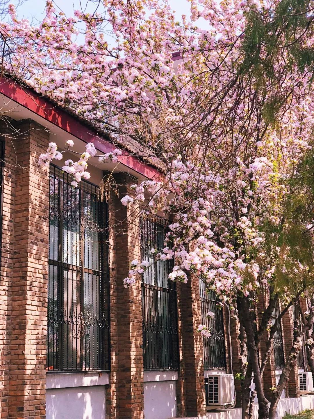 戴口罩的冬天太漫长，差点忘了中国的春天有多美