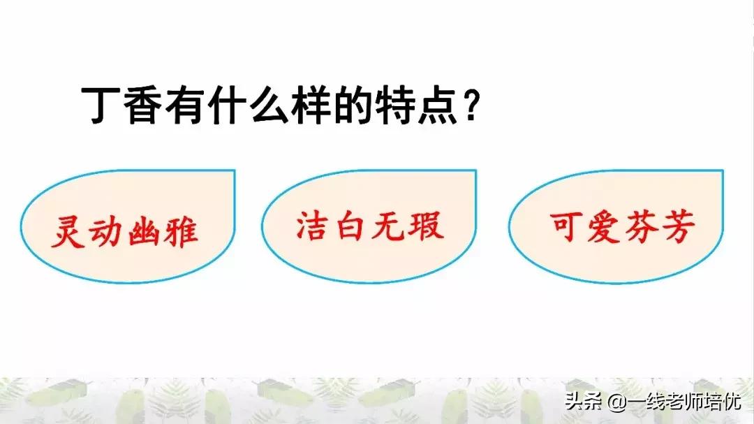 六年级上册第二课丁香结知识点,部编版六年级上册语文丁香结预习
