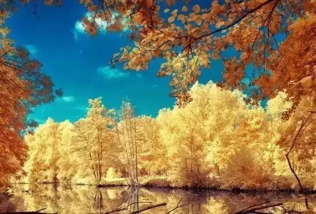 大连枫叶最佳观赏时间,大连枫叶红视频