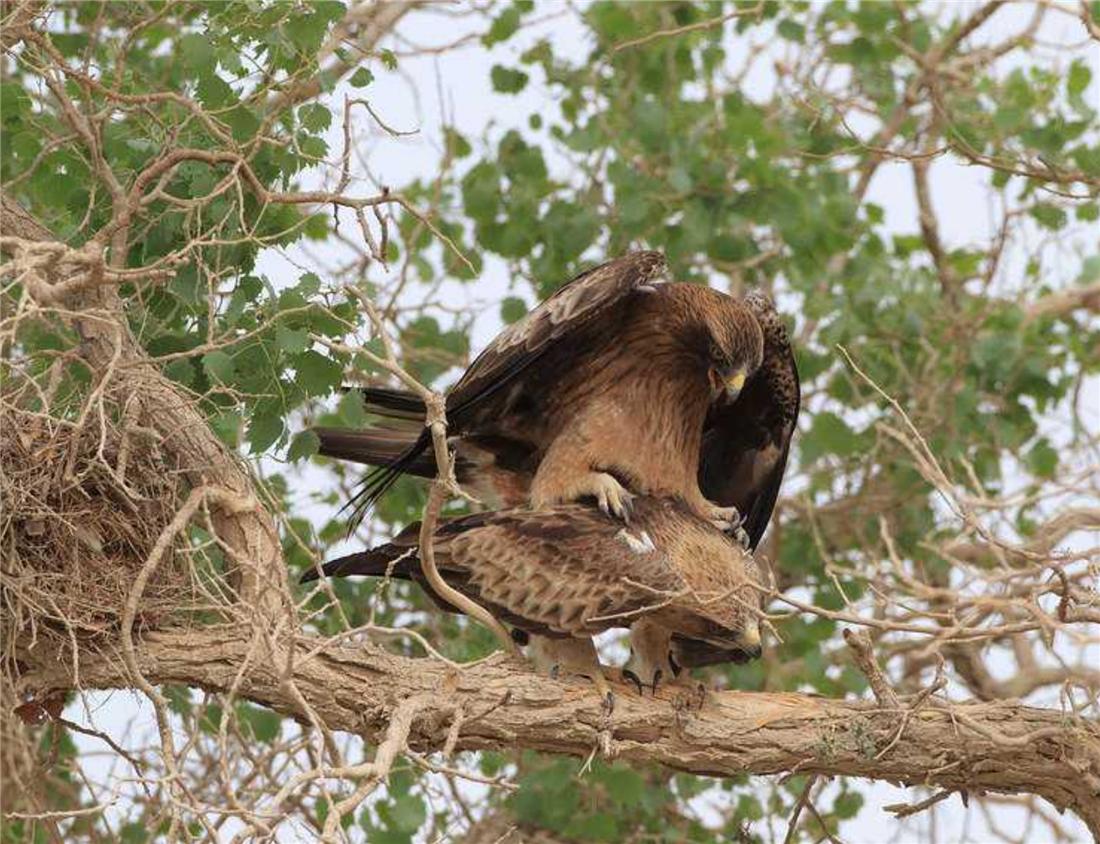 母雕雪中孵蛋,人工哺育角雕幼鸟