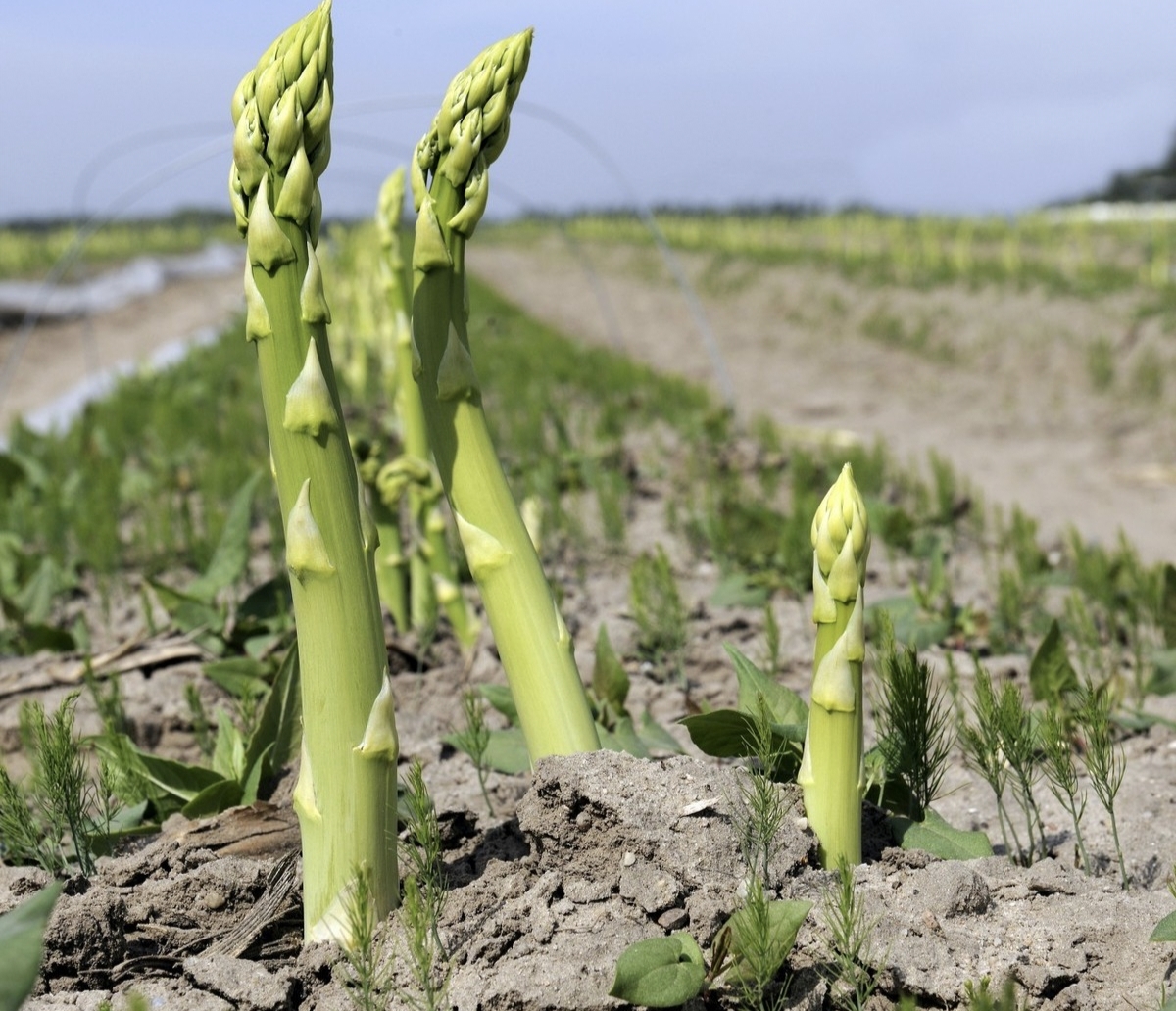 芦笋的种植方法和管理,芦笋的种植技术和管理方法