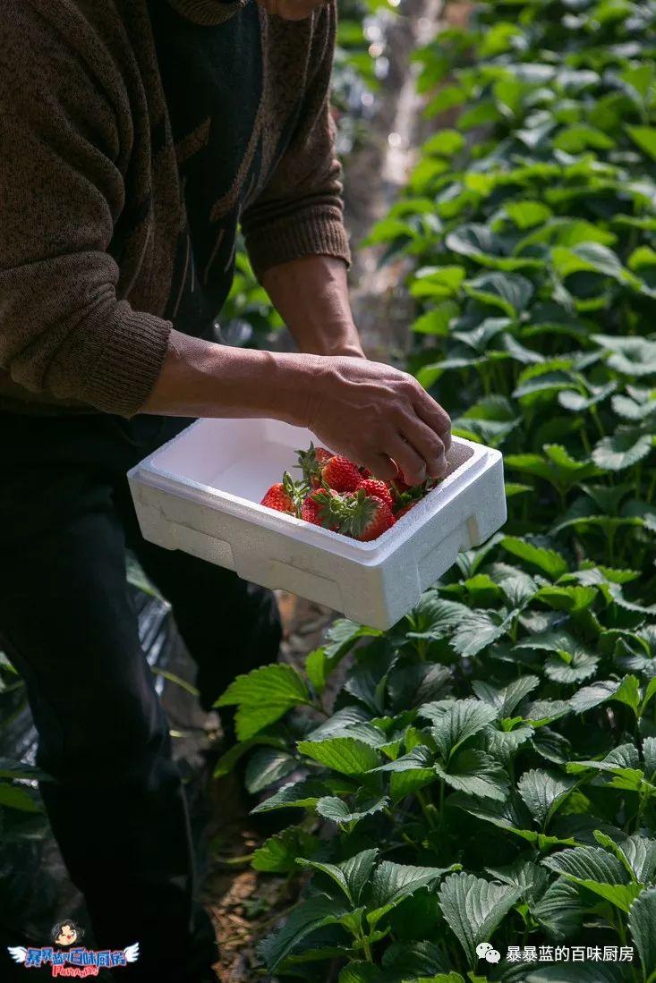 丹东特大久久红草莓,丹东九九大草莓是引进的吗
