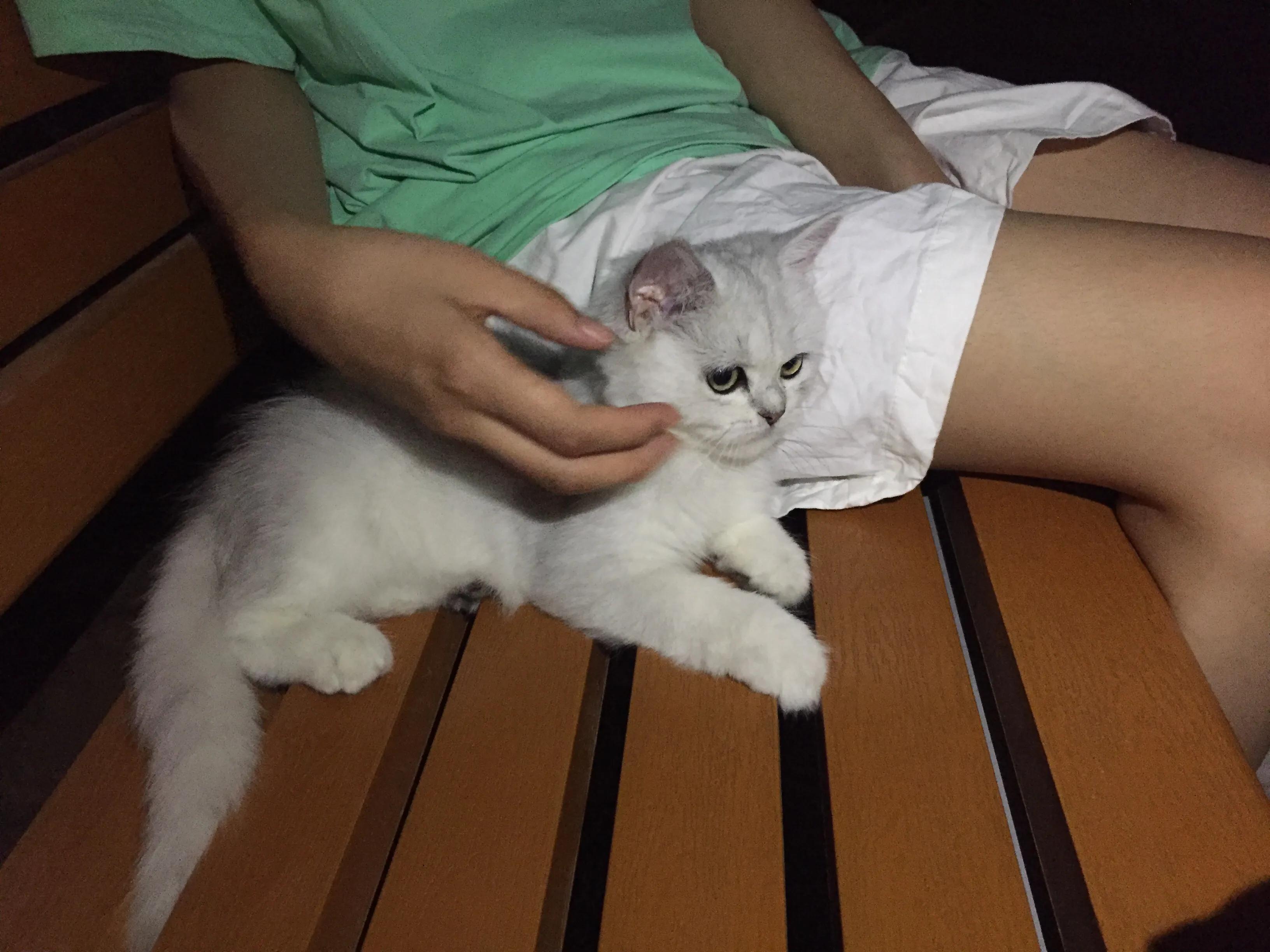 爆发猫瘟,猫瘟日常