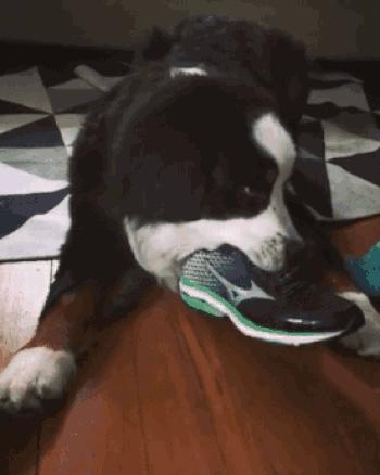 狗狗有哪些表现说明被你养熟了,狗狗有这些现象是把你当父母了