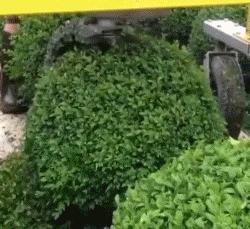 搞笑gif给你们表演个滑翔式刹车,搞笑灌篮动态图