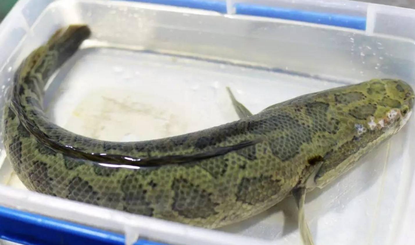 吃黑鱼要什么配料,黑鱼怎么吃好