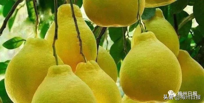 梅州市妇联,梅州市梅江区妇联