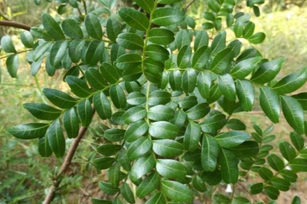 清香木叶子发黄掉叶怎么办,清香木掉叶子叶子上有油怎么回事