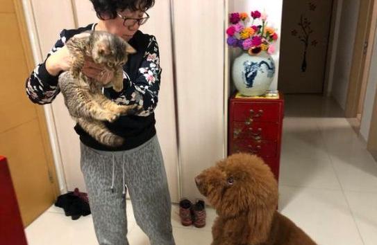 泰迪犬流泪怎么解决,泰迪会哭怎么回事