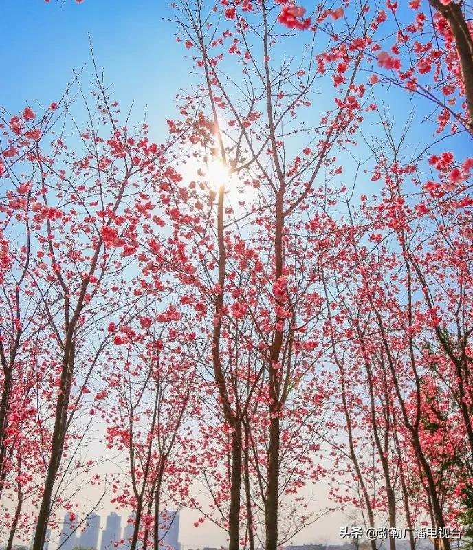 弥勒美食推荐离湖泉景区最近,弥勒五彩云池风景区