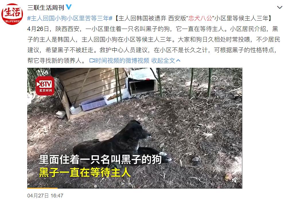 大学生杀死流浪猫,大学生杀流浪猫