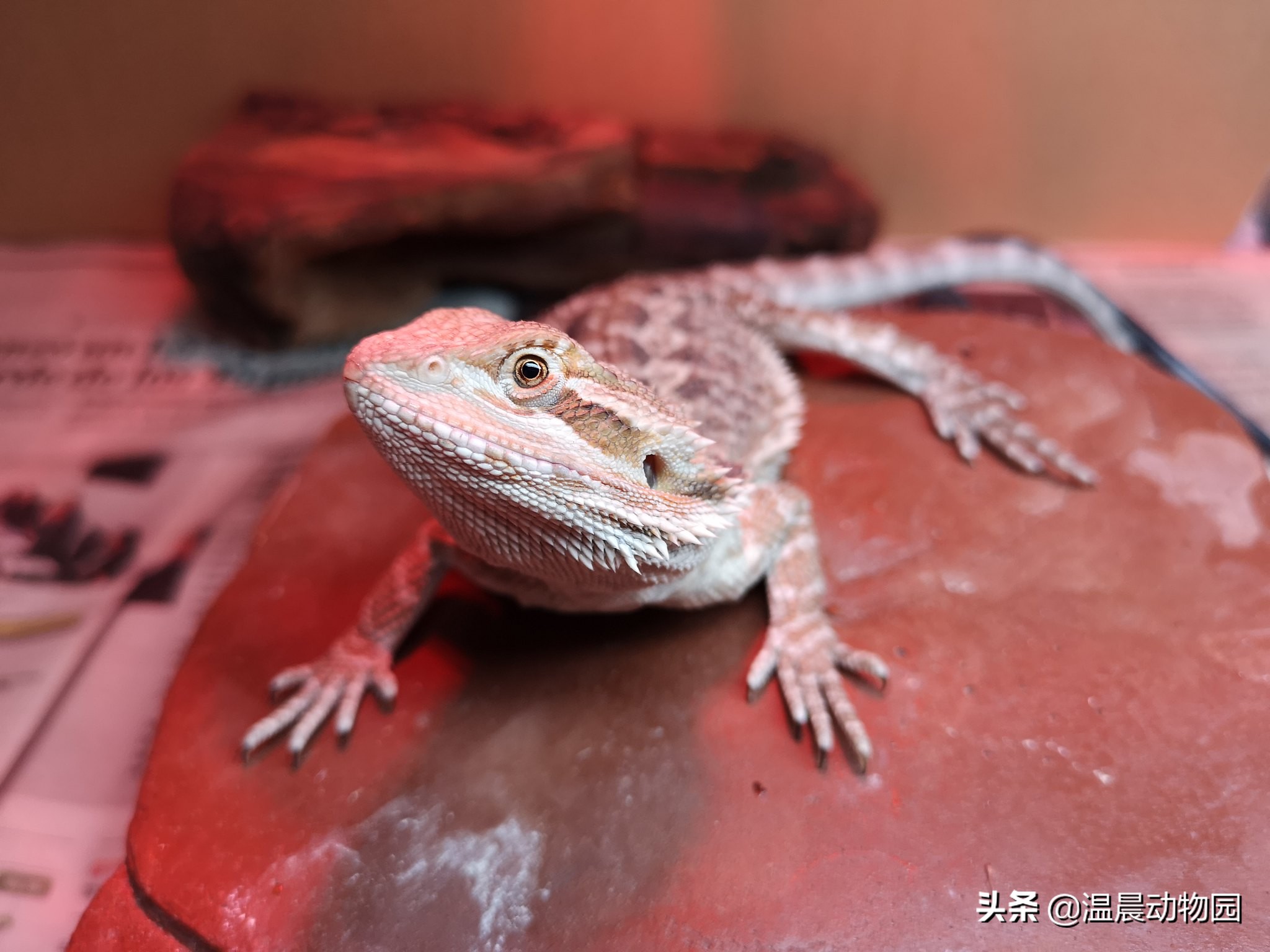 养鬃狮蜥需要知道什么,鬃狮蜥新手养公的