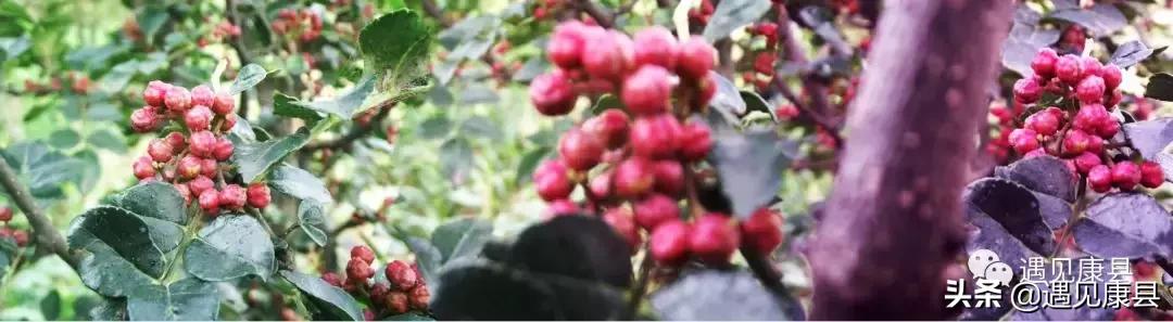 遇见康县丨遇见“万宝山”(一)