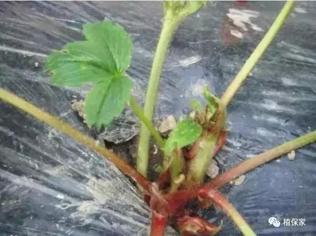 大棚草莓常见病虫害防治方法,南京地区草莓病虫害防治的现状