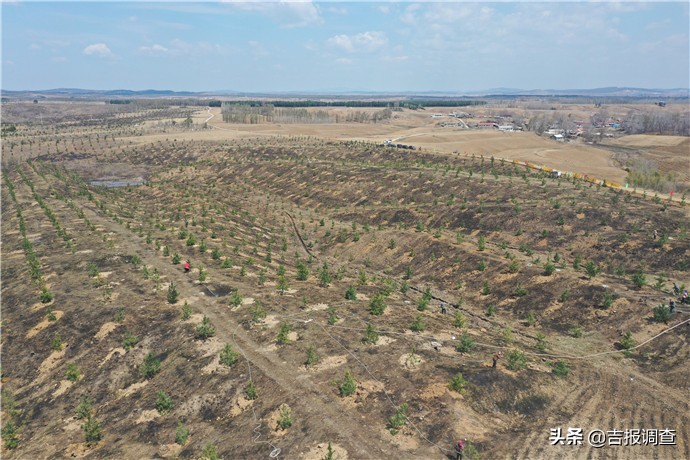 梅河口松子小镇规划图,梅河口打造万亩红松林