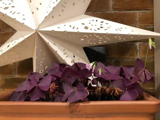 紫色幸运草怎么养才好看,紫色幸运草的盆栽方法什么季节种