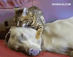 猫咪马杀鸡的视频,猫咪马杀鸡需要办卡吗