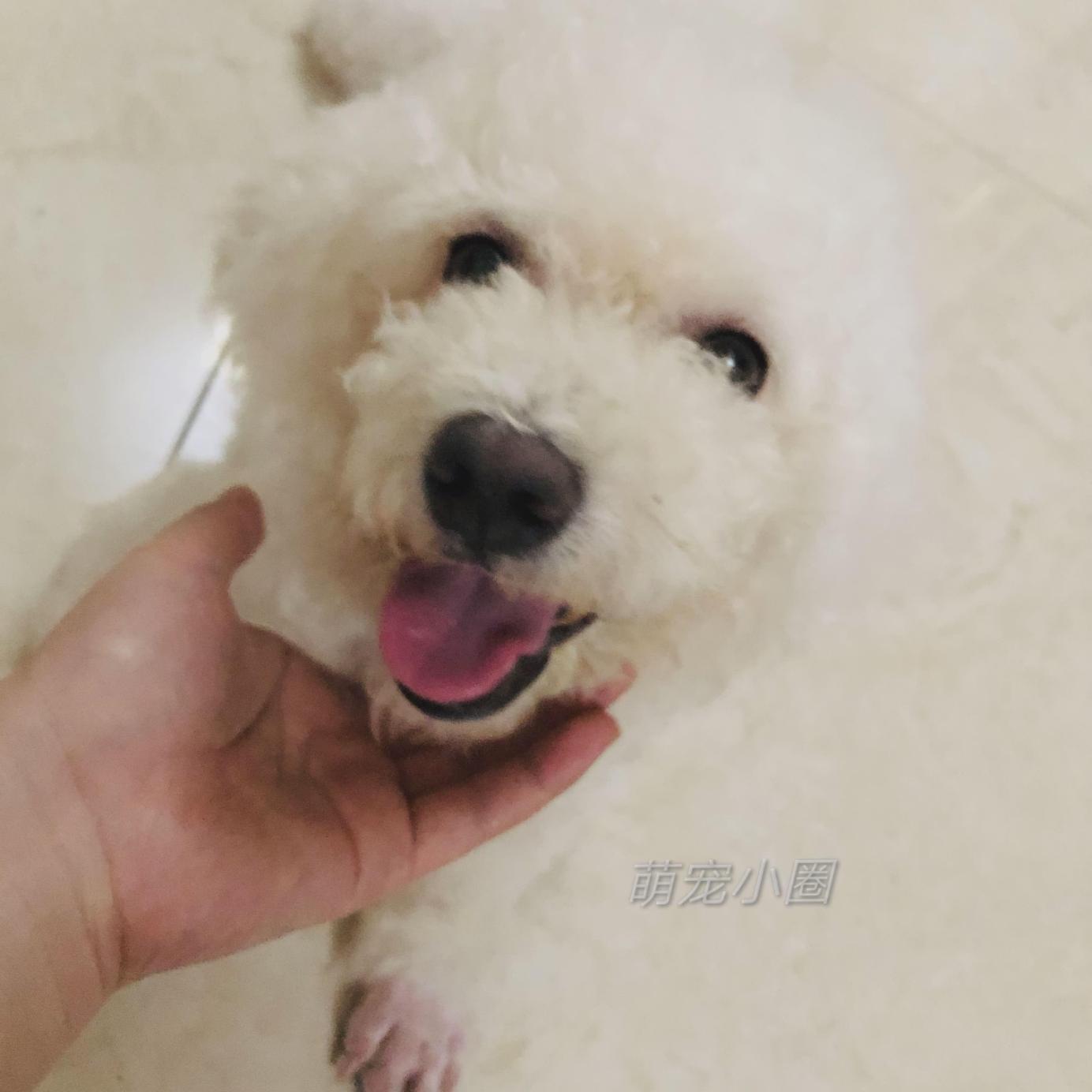 带比熊去做美容，它死活不肯给剪毛发，了解原因后，我被感动哭了