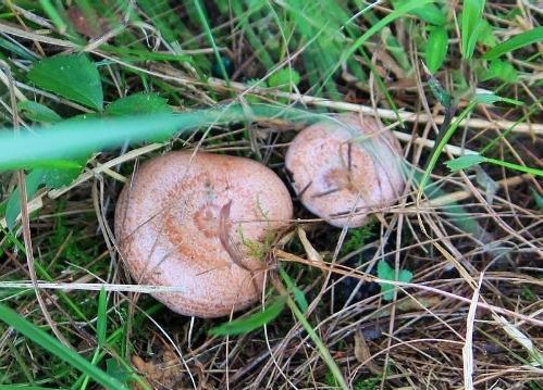 安徽宿松：农村不得不说的天然野味，80、90后肯定都吃过