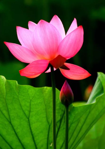 荷花古诗词鉴赏,映日荷花别样红中荷花的特点是