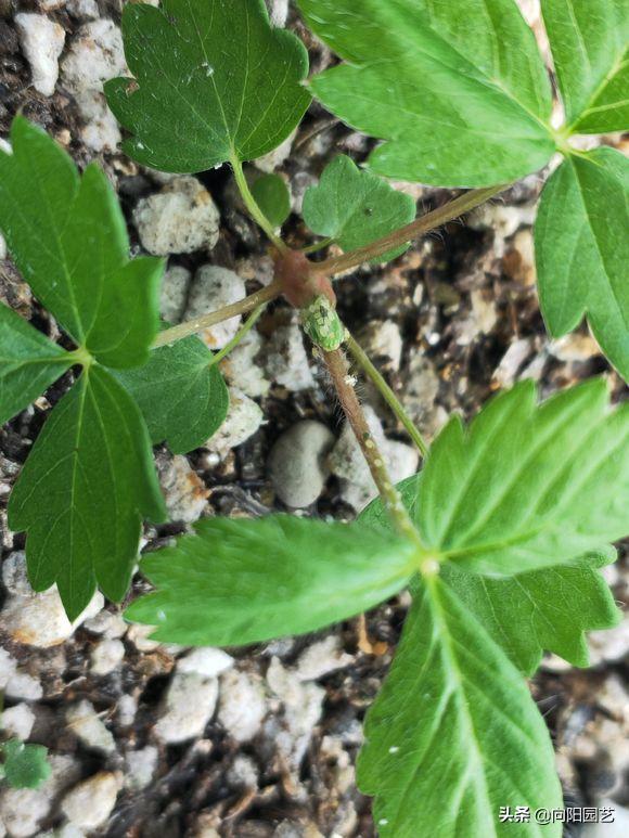 花盆底部的地虱虫怎么杀灭,花盆里有鼠妇虫怎么处理