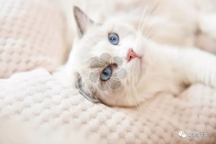 猫中枢神经受损恢复的10个征兆,猫神经受损怎么引起的呢怎么治疗