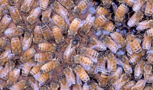 蜜蜂保存方法及技术,蜜蜂养殖十大忌讳新手必看