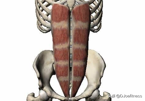 健身增肌马甲线,马甲线男生肌肉锻炼