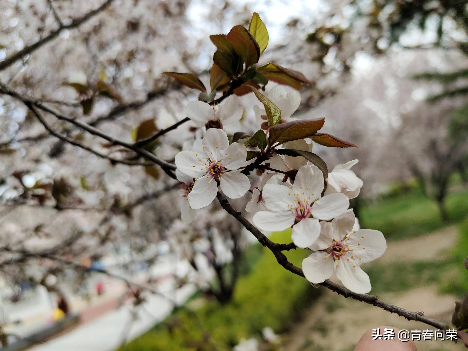 一份来自用户角度的评测：VIVONEX3S手机