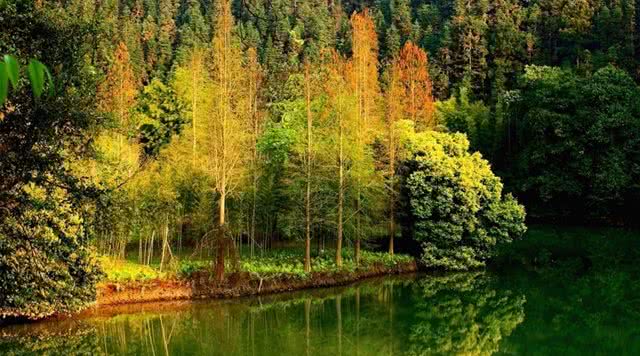 广东省内森林旅游景点,广东森林公园排行榜