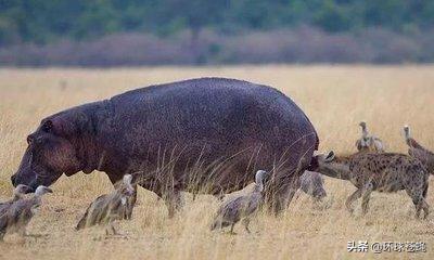 面对卑鄙无耻的掏肛专家，肌肉发达的精壮猎物，为何不逃跑？