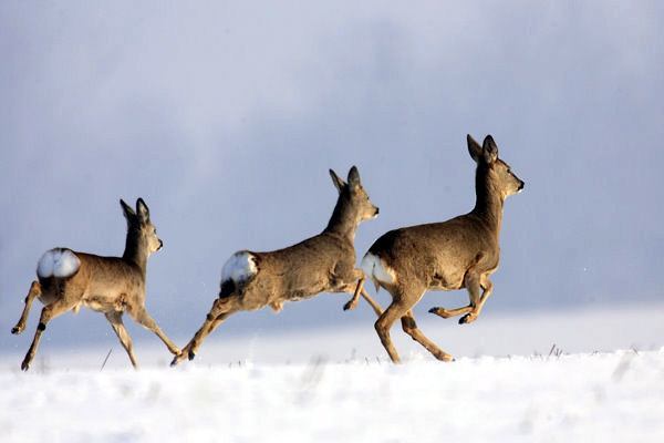 东北狍子为什么叫狍子,东北神兽狍子真的傻吗