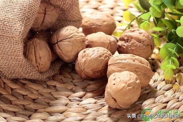 夏季芽接的核桃成活后的管理,核桃树芽接怎么选芽