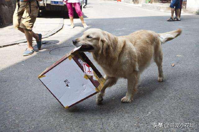 金毛生病被主人抛弃,金毛生病了要怎么治疗