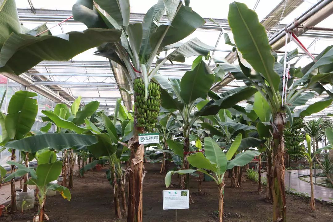 长春农博会游玩攻略,过年看农博会