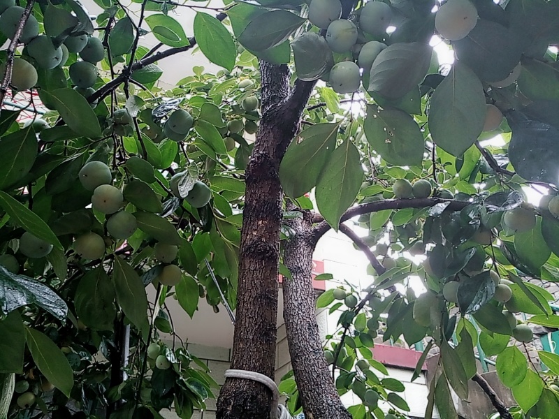 自然风干柿子,柿子风干的方法