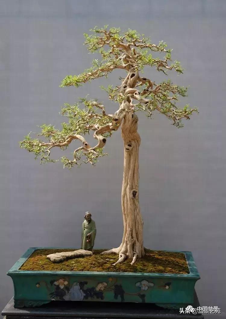 推荐36种好养的盆景植物,茶桌上养什么盆景植物