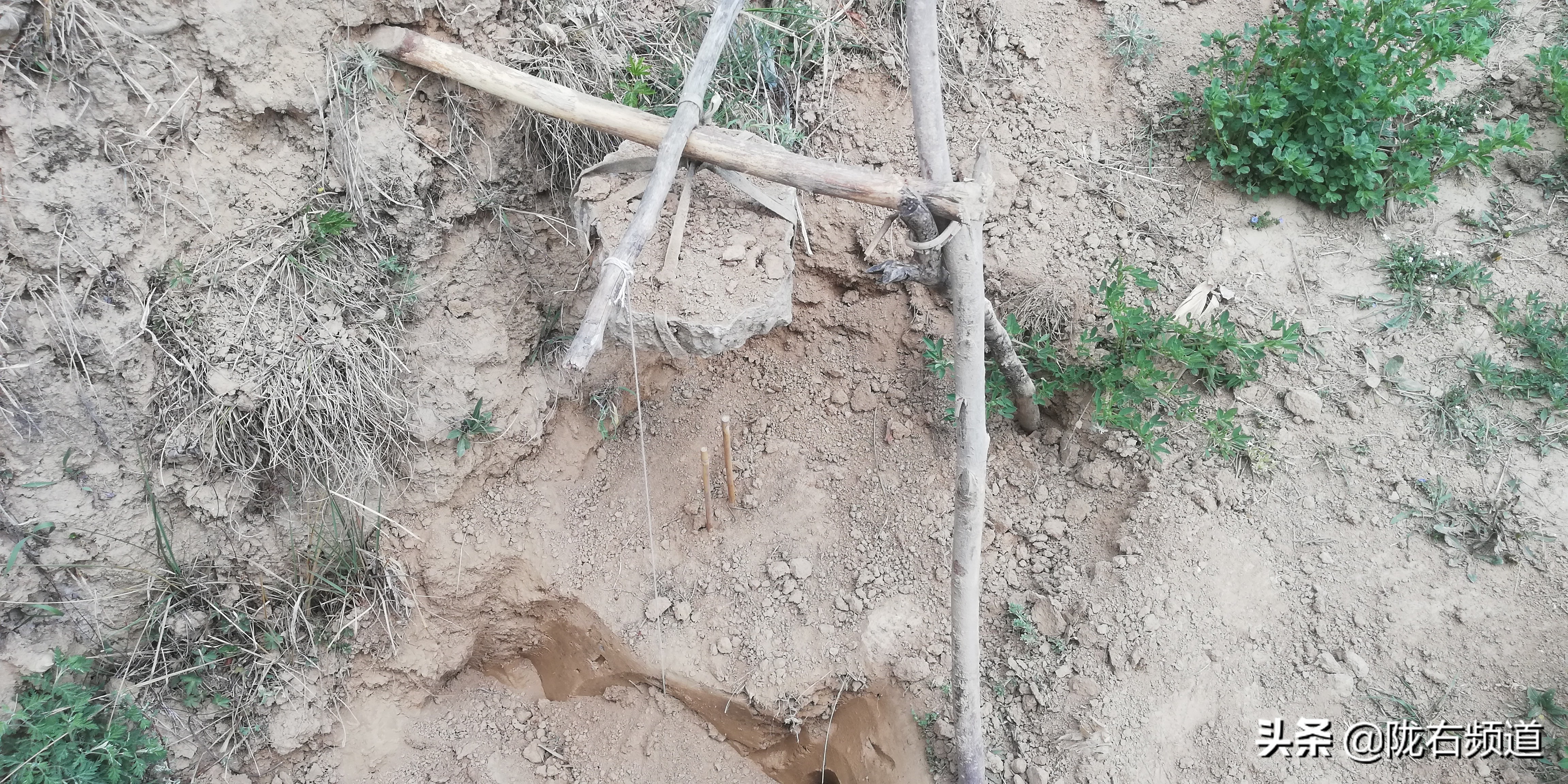 独门暗器——陇右地区那些你真没见过的捕杀鼢鼠的秘技