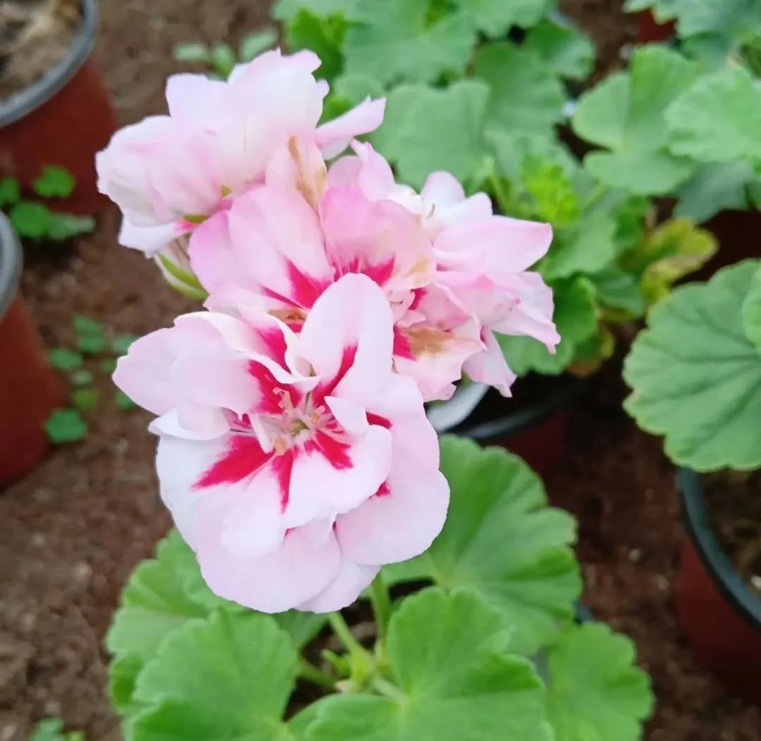 这种花别乱浇水水越多越不开花,这种花不怕冷好养易活