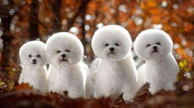 小型犬适合家养的便宜100元以下,100元以下适合学生养的宠物小型犬