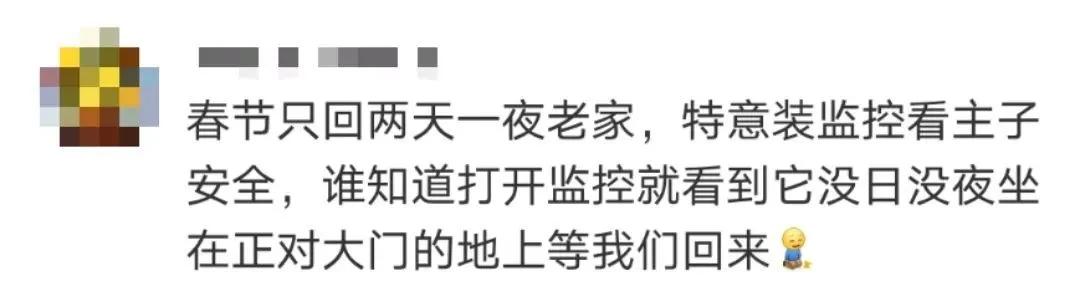 “因为一句话，我家猫在监控前守了一夜，彻夜未眠”