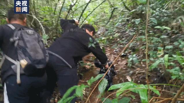 蒙自天坑发现异叶苣苔,竹生羊奶果和竹生羊奶子的区别