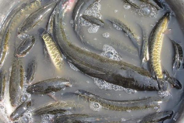 黑鱼养殖利润和成本,黑鱼养殖技术