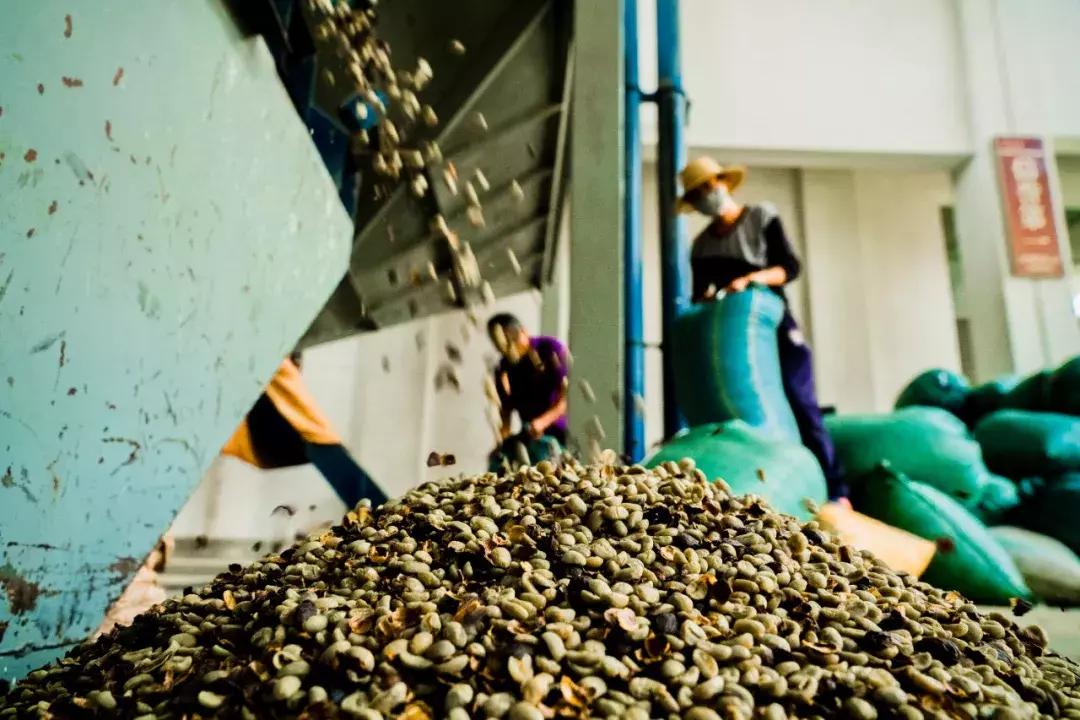 为云南咖农创收,拼多多开启了全新的互联网扶贫格局