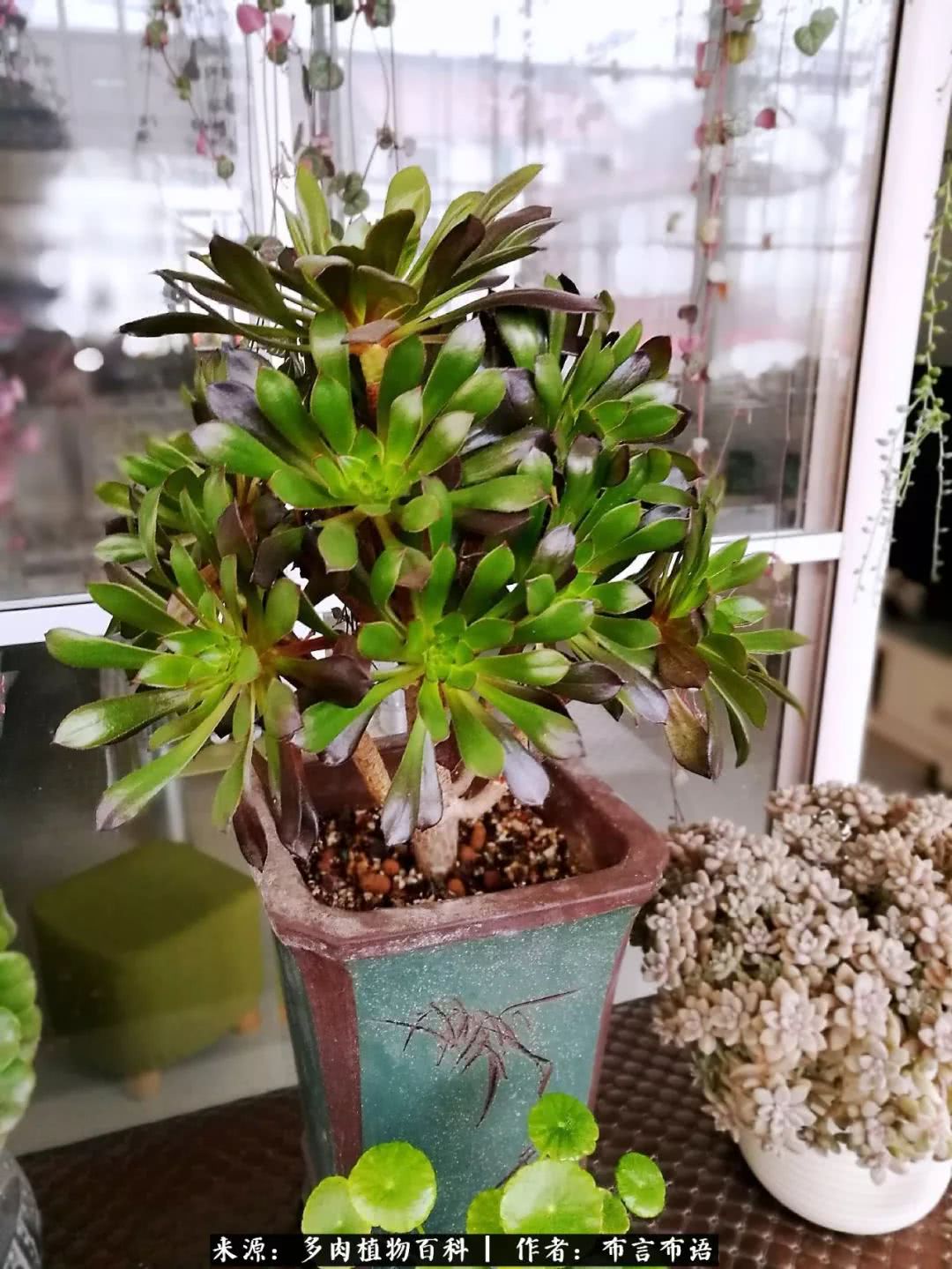 多肉的真实生活感悟,多肉的生活感悟