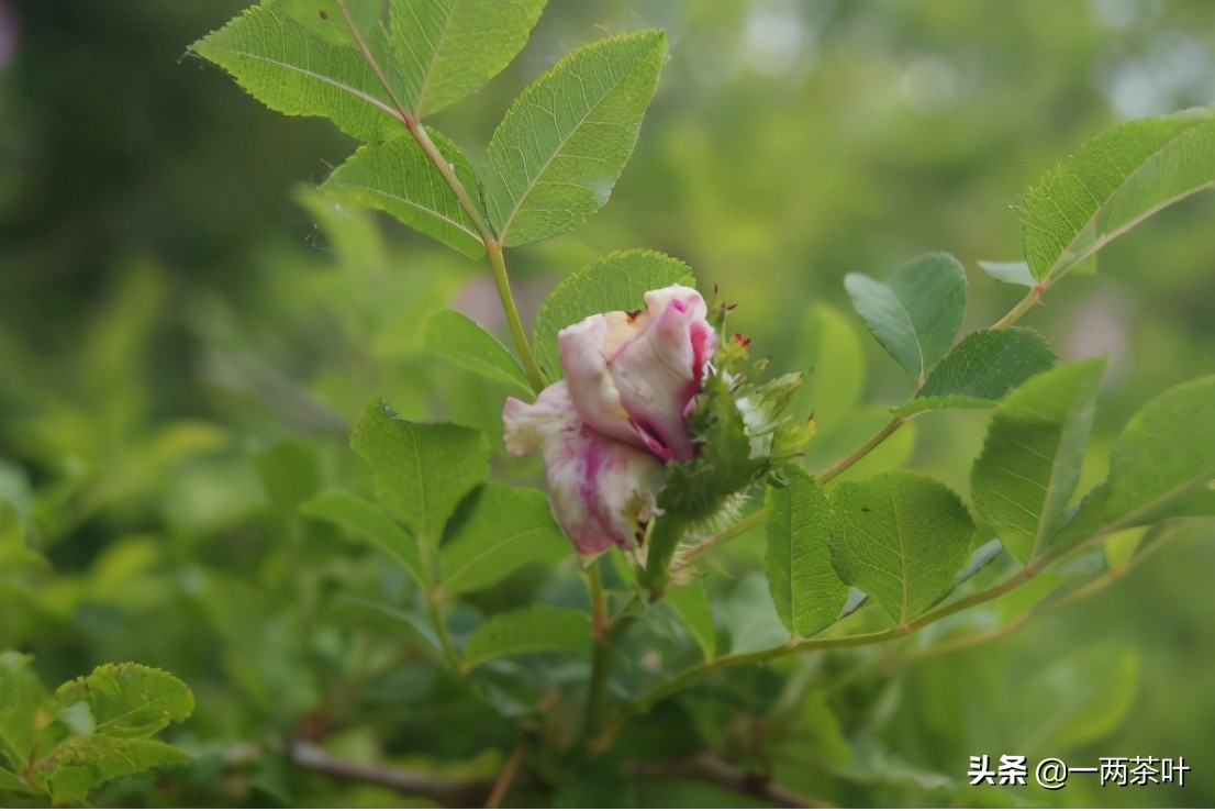 鲁西南与苏北方言,鲁西南风趣方言