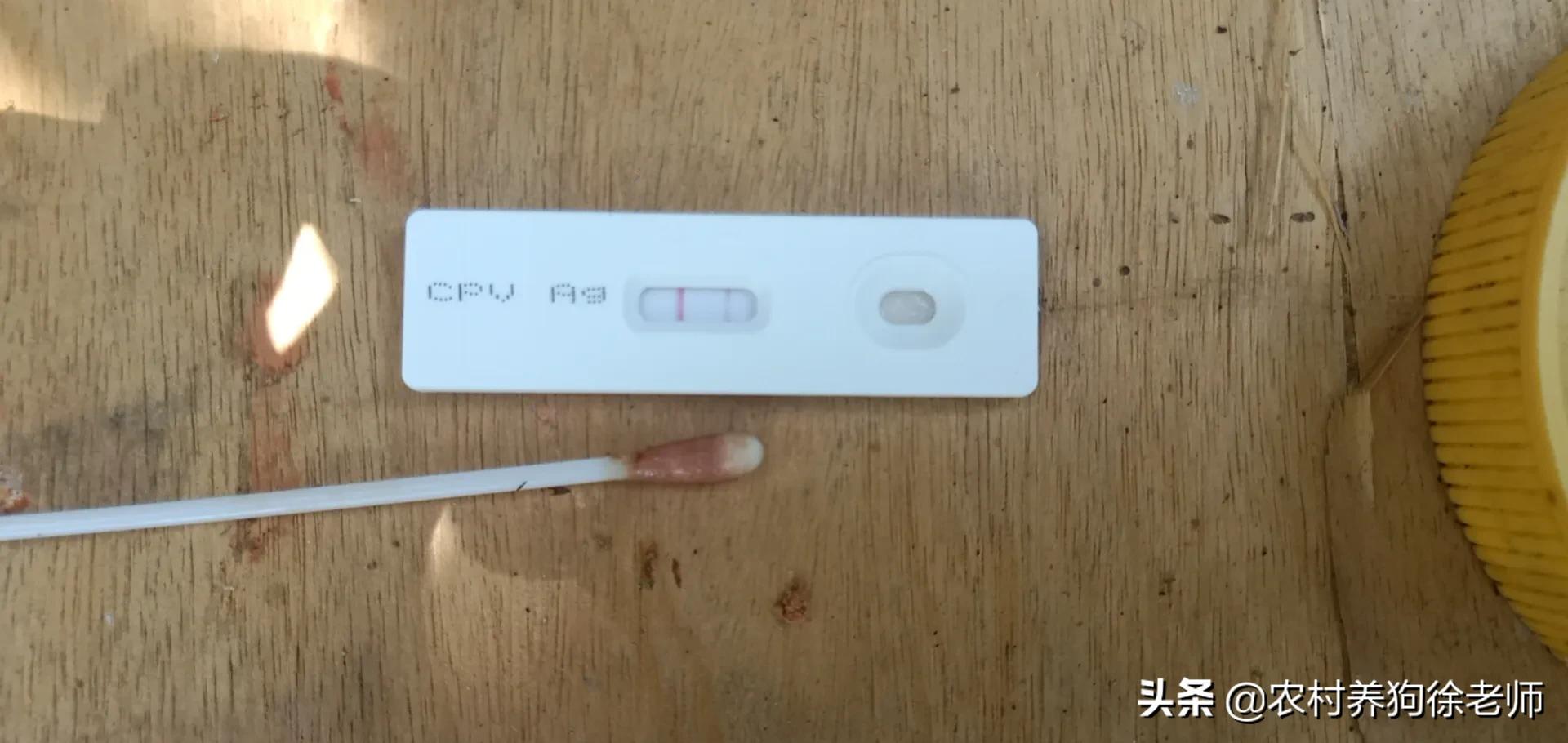 狗狗感染细小和冠状能治好吗,狗狗细小怎么治疗在家里怎么灌药